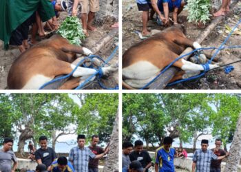 Hari Raya Idul Adha, Pemdes Desa Karamat Qurban 2 Ekor Sapi