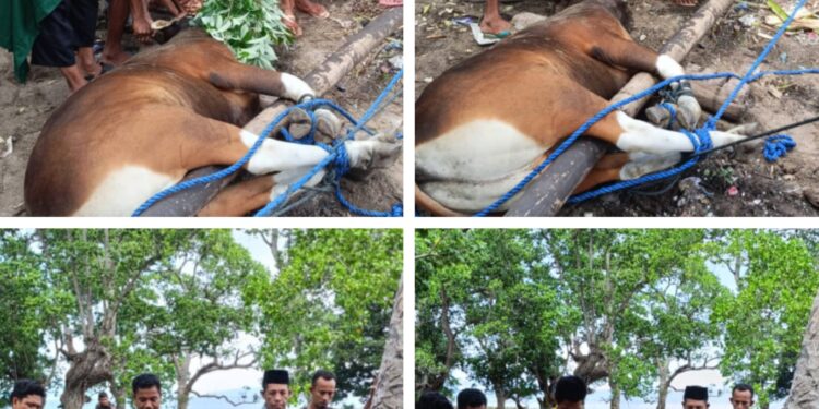 Foto Istimewa: Pemerintah Desa Karamat Bersama Warga Kurban 2 Ekor Sapi