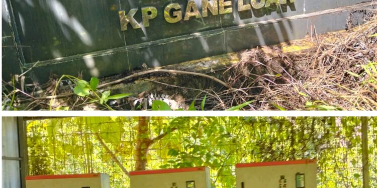 Foto Istimewa: (Gardu PLN Wilayah Gane)